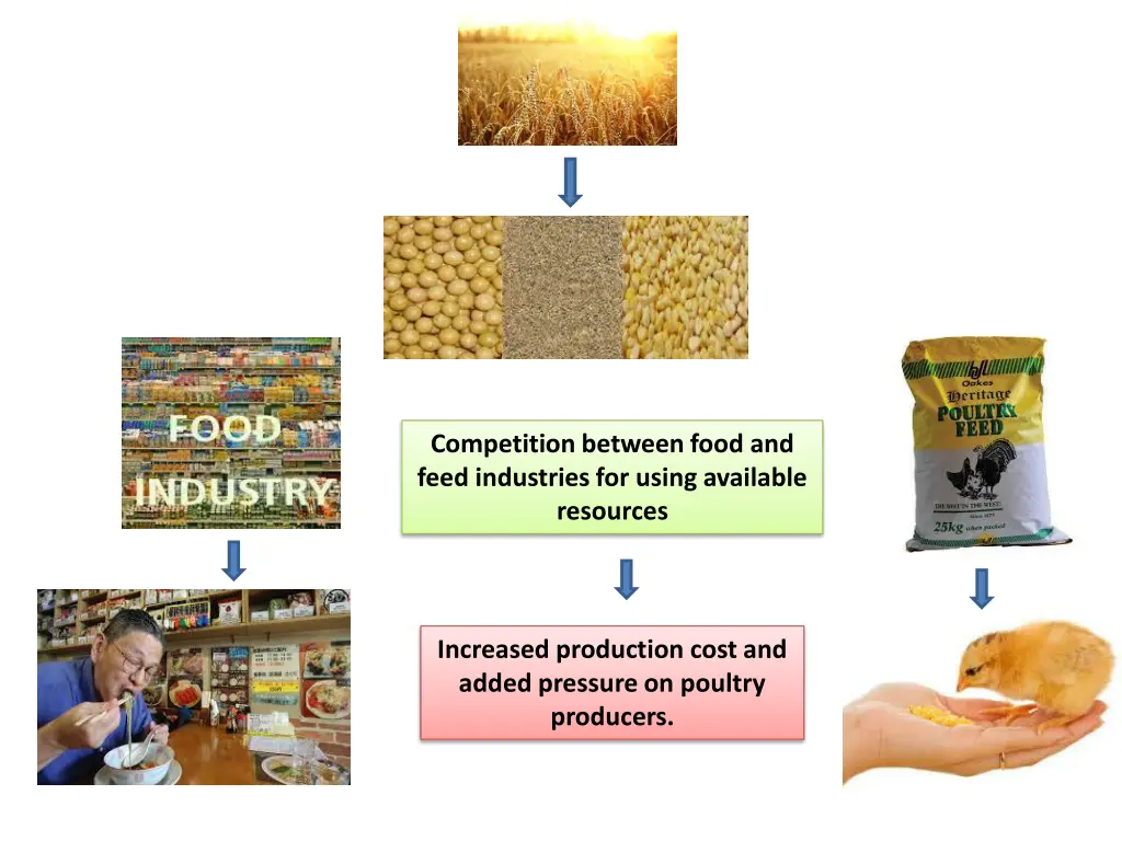 competition between food and feed industries