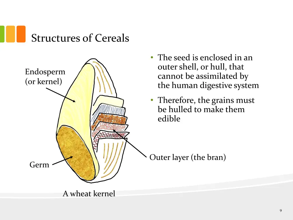 structures of cereals 2