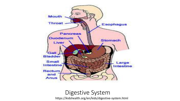 digestive system https kidshealth org en kids