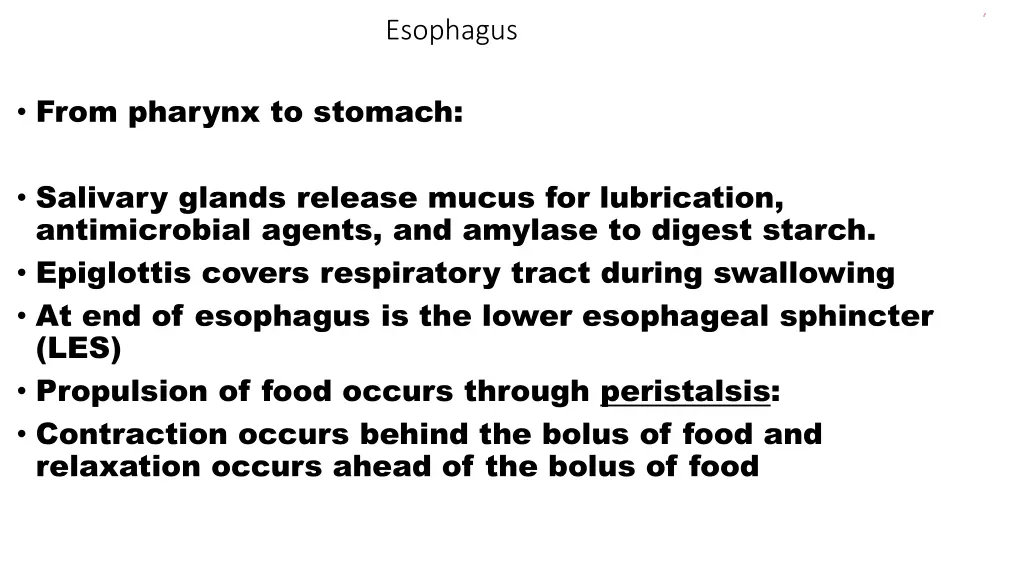 esophagus