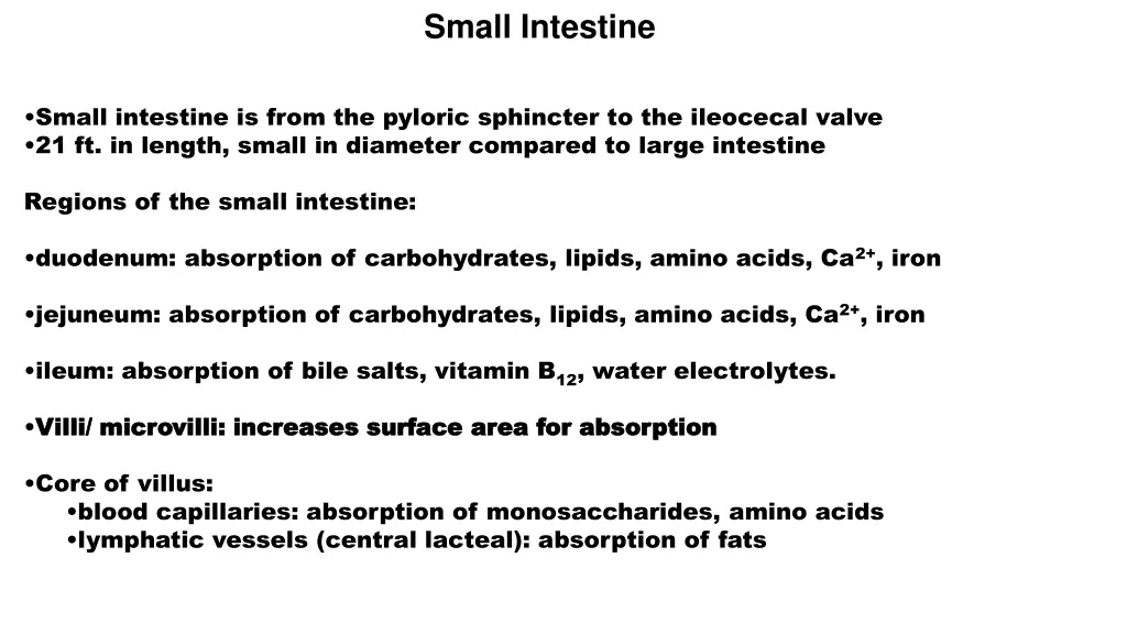 small intestine