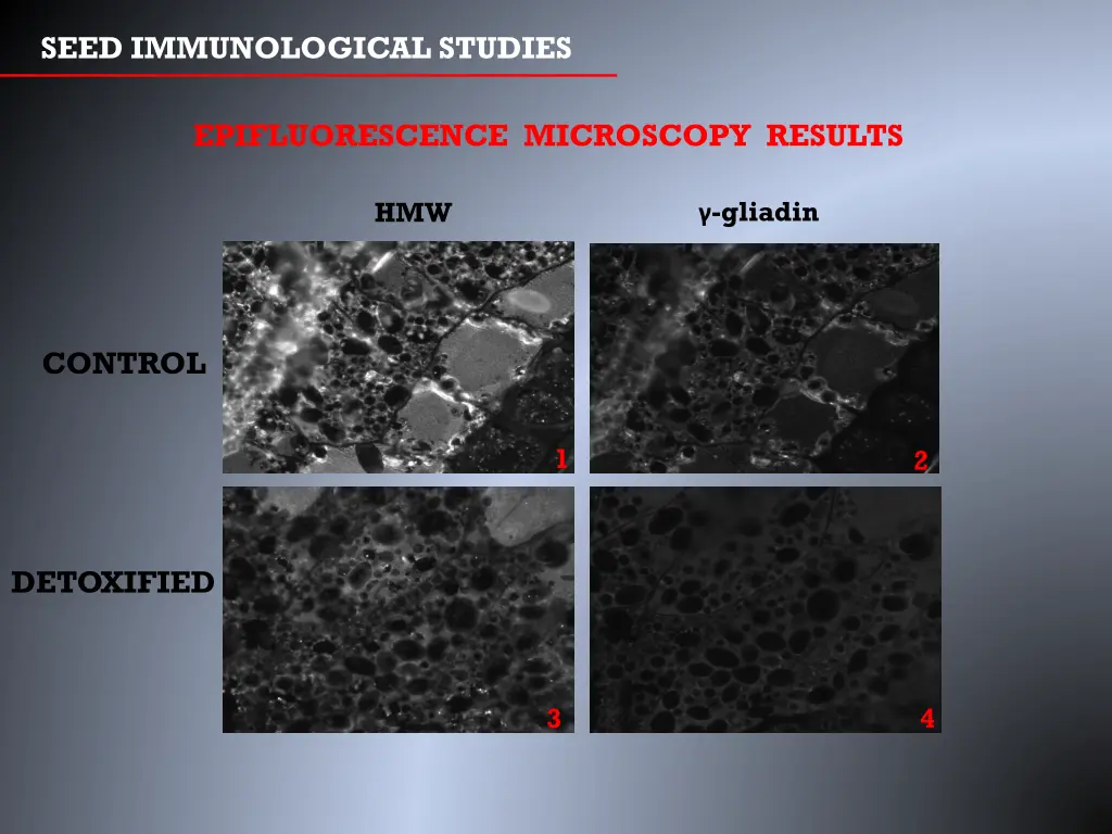 seed immunological studies