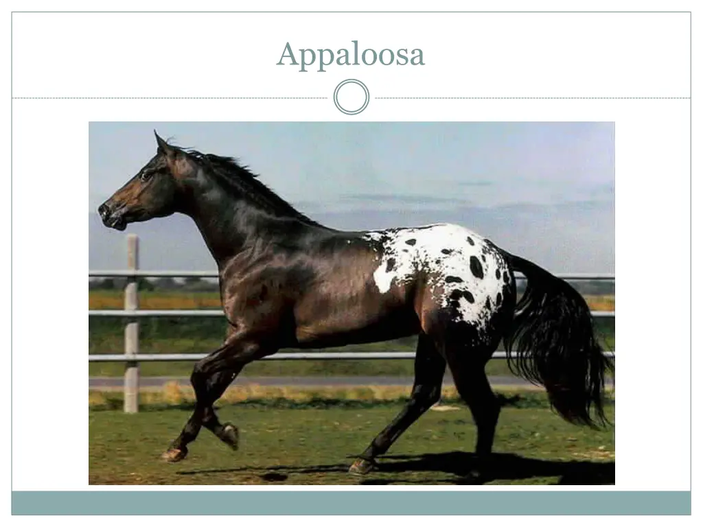 appaloosa