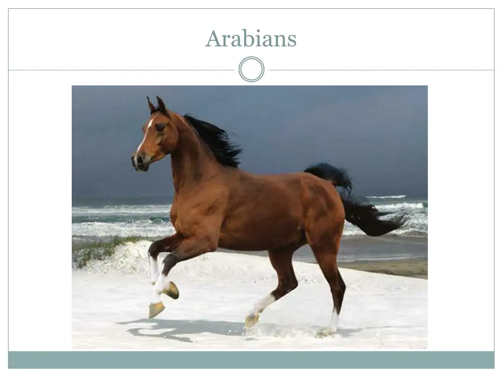 arabians