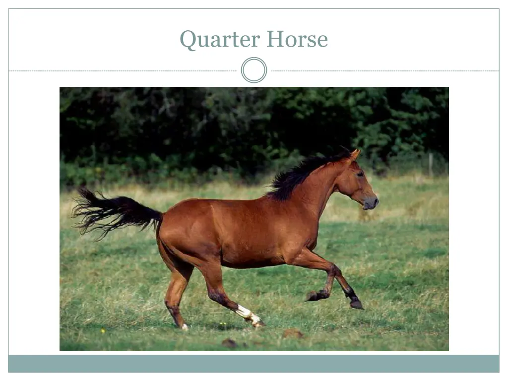 quarter horse