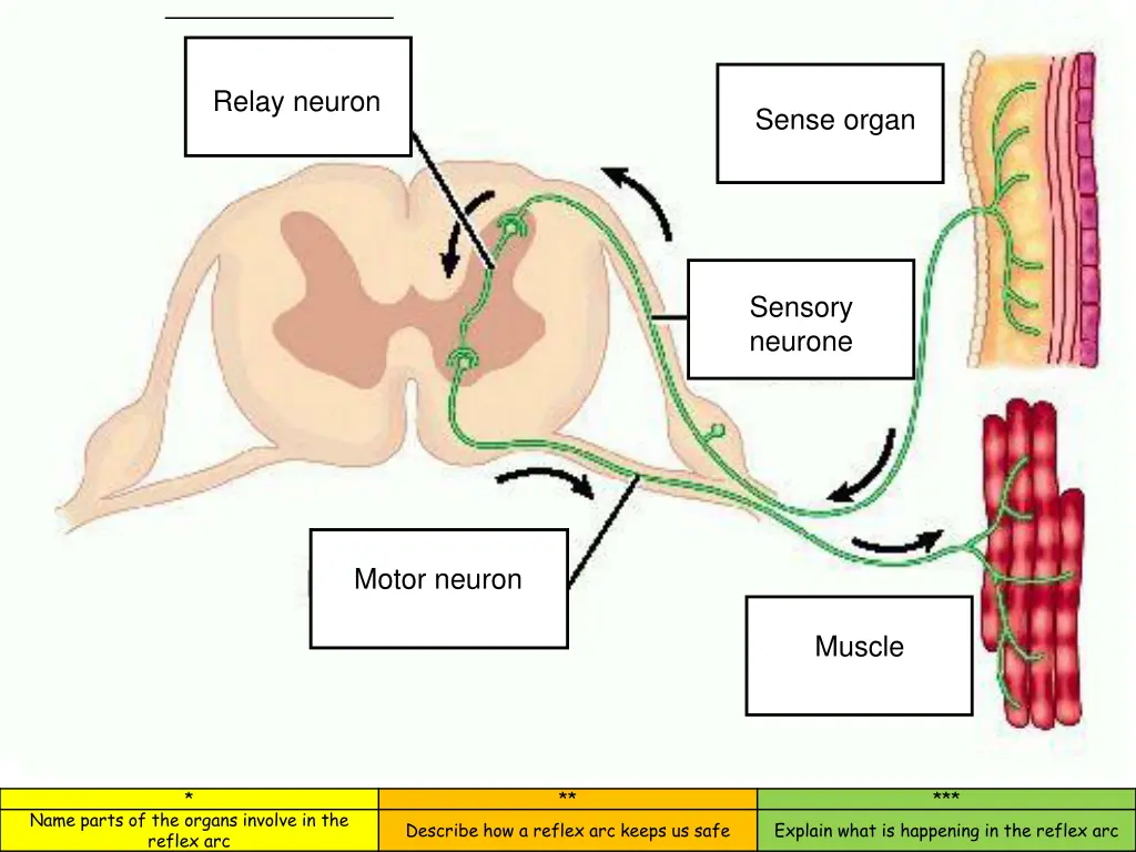 relay neuron