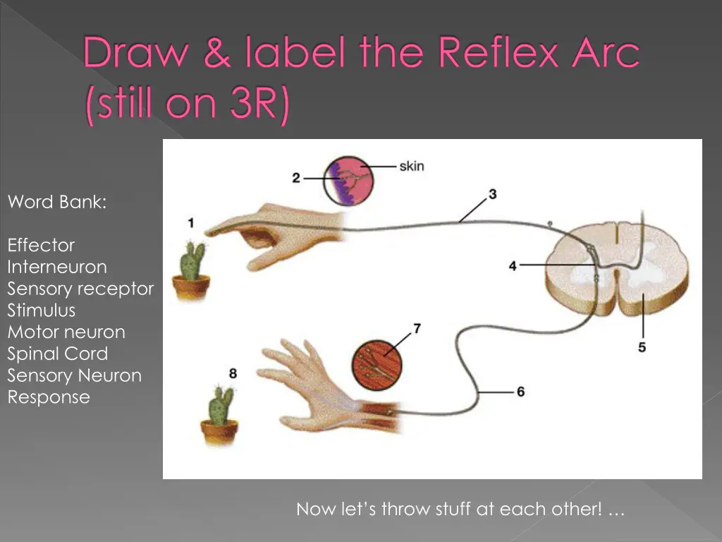 draw label the reflex arc still on 3r