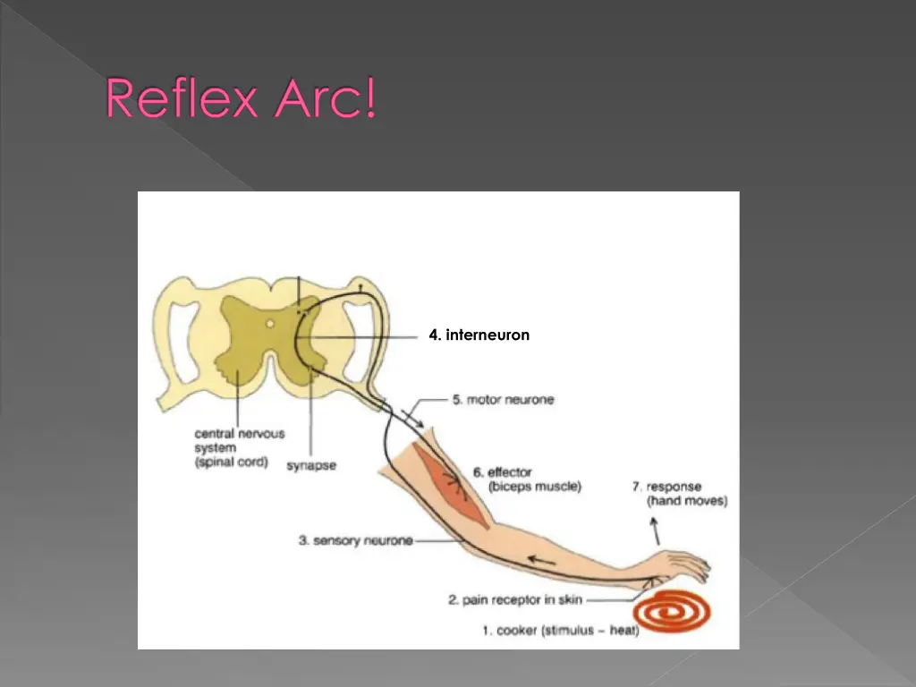 reflex arc