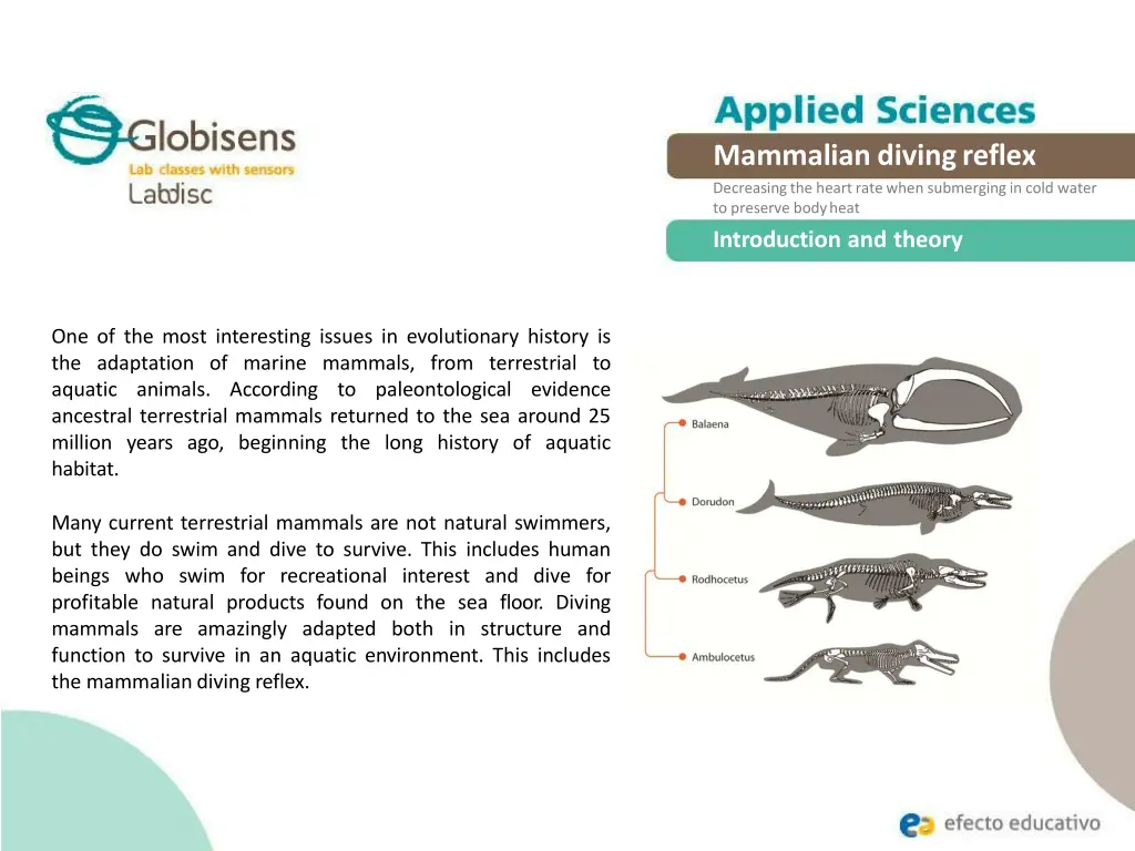 mammalian divingreflex decreasing the heart rate 1