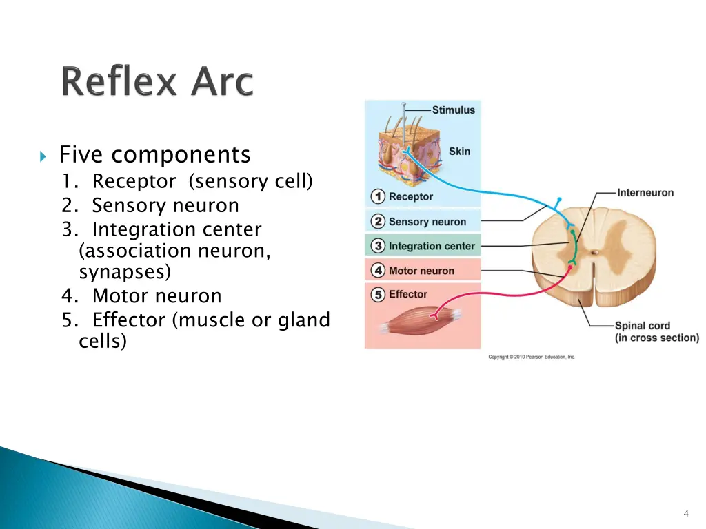 five components 1 receptor sensory cell 2 sensory