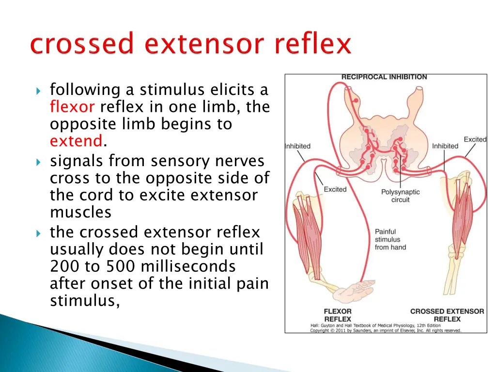 following a stimulus elicits a flexor reflex