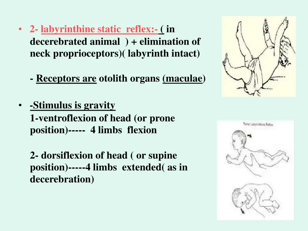 2 labyrinthine static reflex in decerebrated