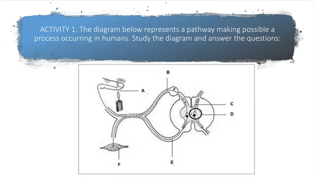 activity 1 the diagram below represents a pathway