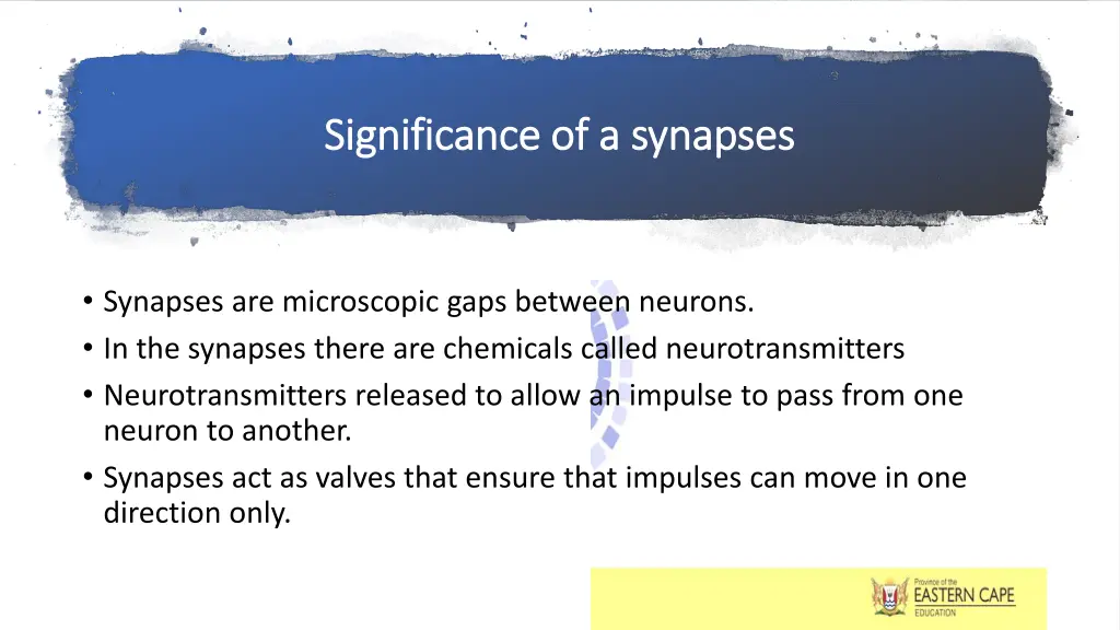 significance of a synapses significance