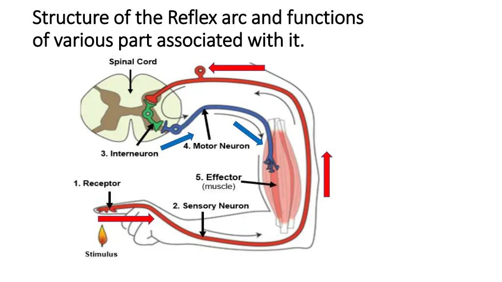 structure of the reflex arc and functions