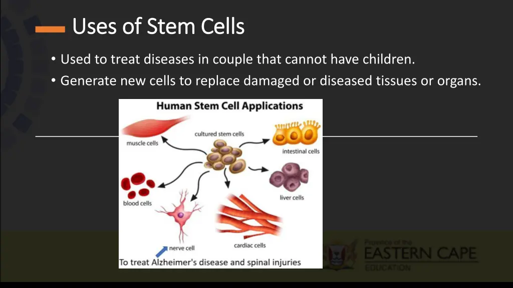 uses of stem cells uses of stem cells