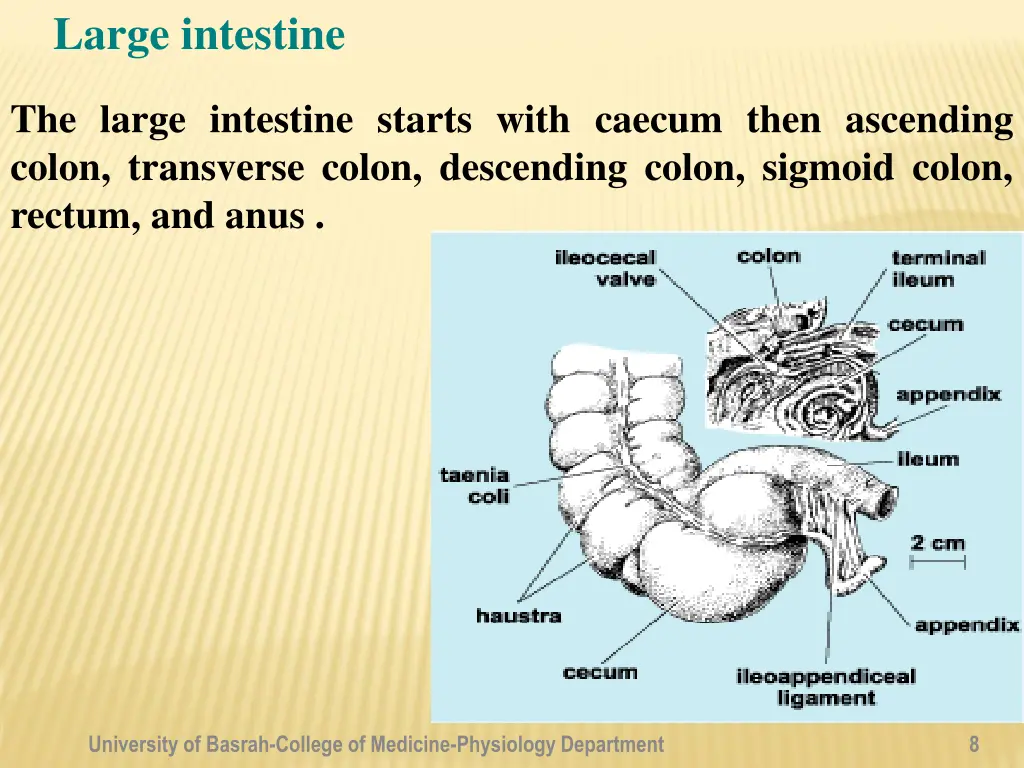 large intestine