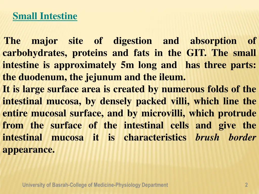 small intestine