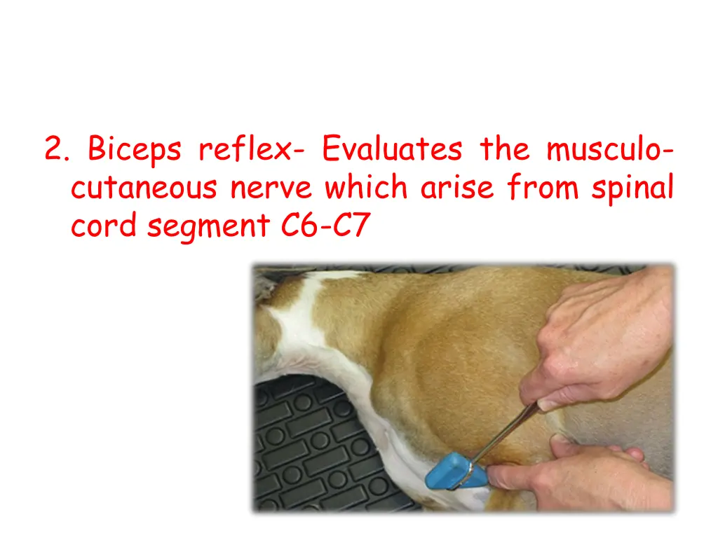 2 biceps reflex evaluates the musculo cutaneous