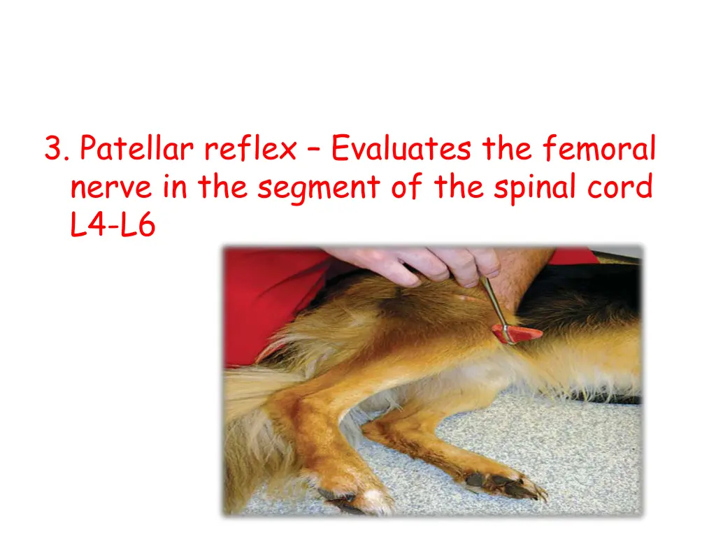 3 patellar reflex evaluates the femoral nerve