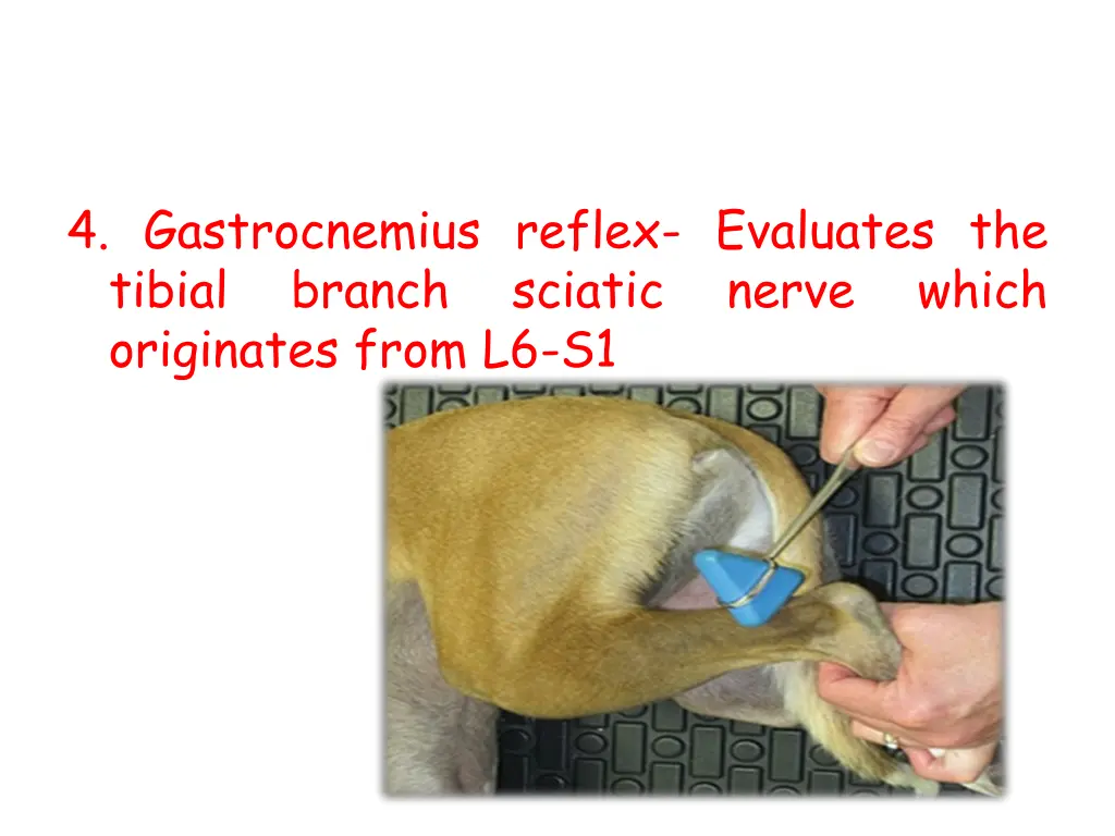 4 gastrocnemius reflex evaluates the tibial