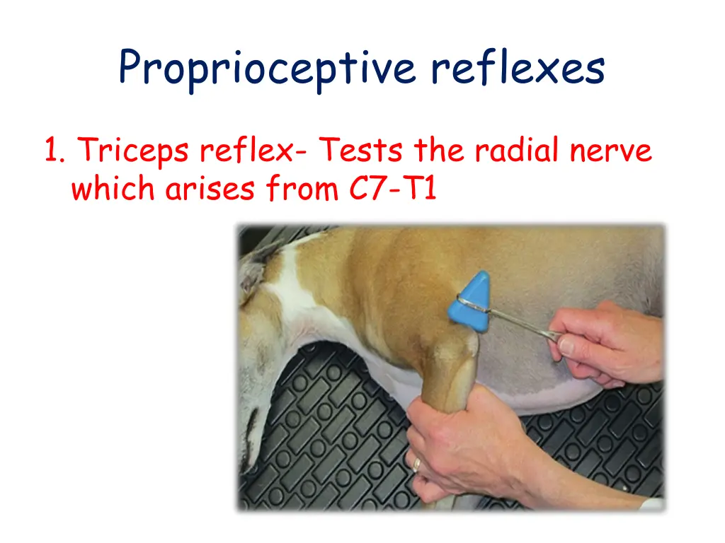 proprioceptive reflexes