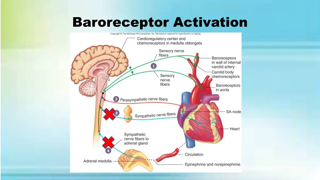 baroreceptor activation 1