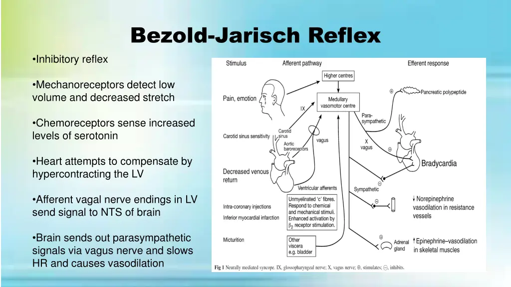 bezold jarisch reflex