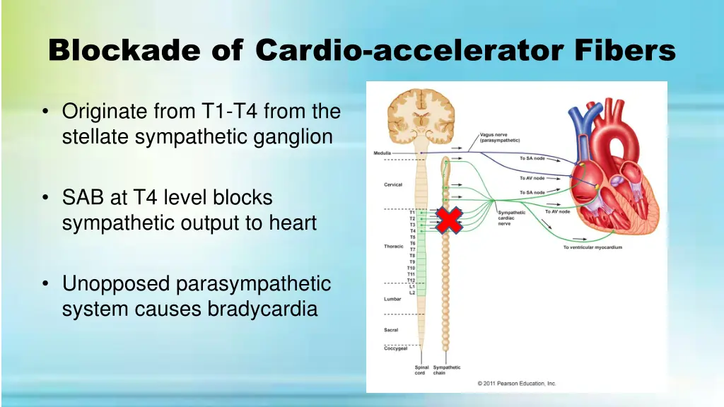 blockade of cardio accelerator fibers