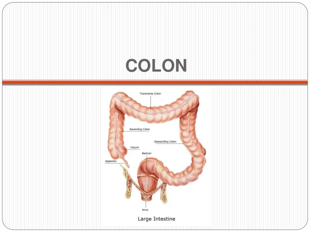 colon