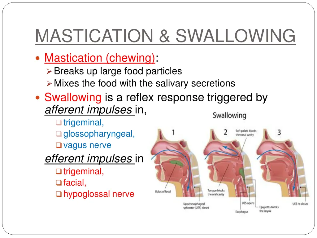 mastication swallowing mastication chewing breaks