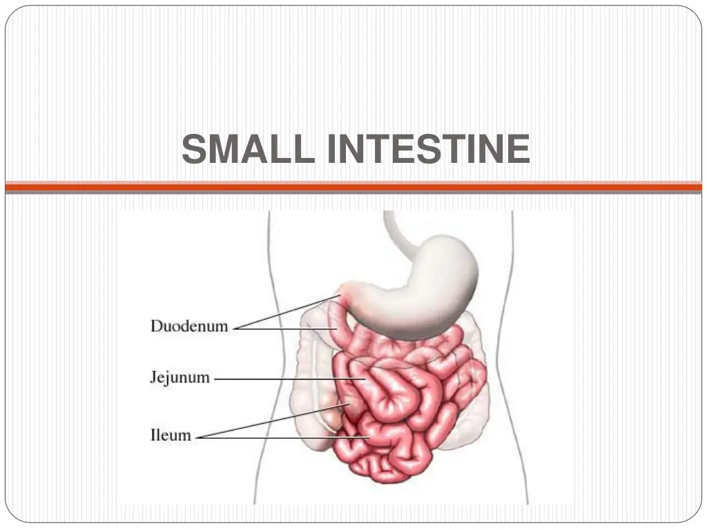 small intestine