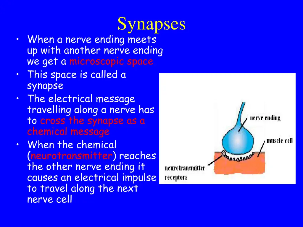 synapses