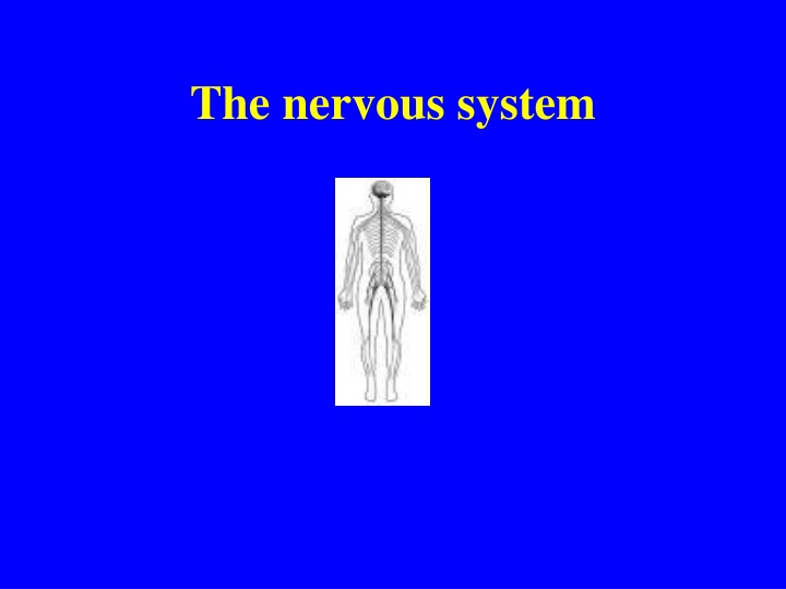 the nervous system