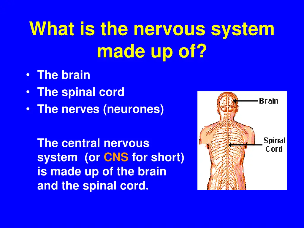 what is the nervous system made up of