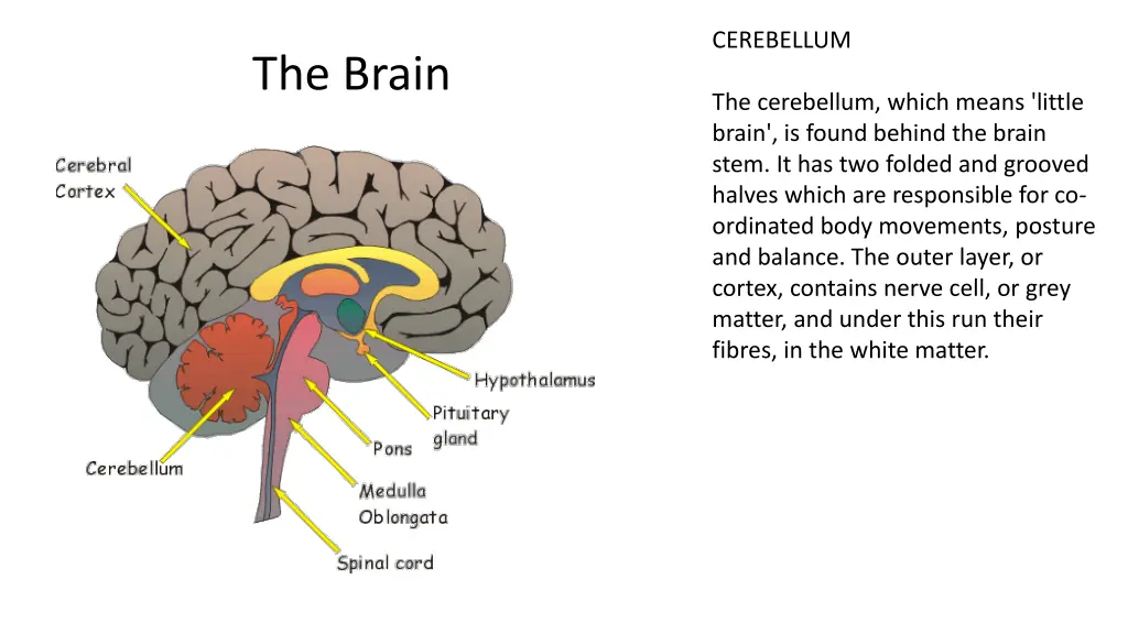 cerebellum