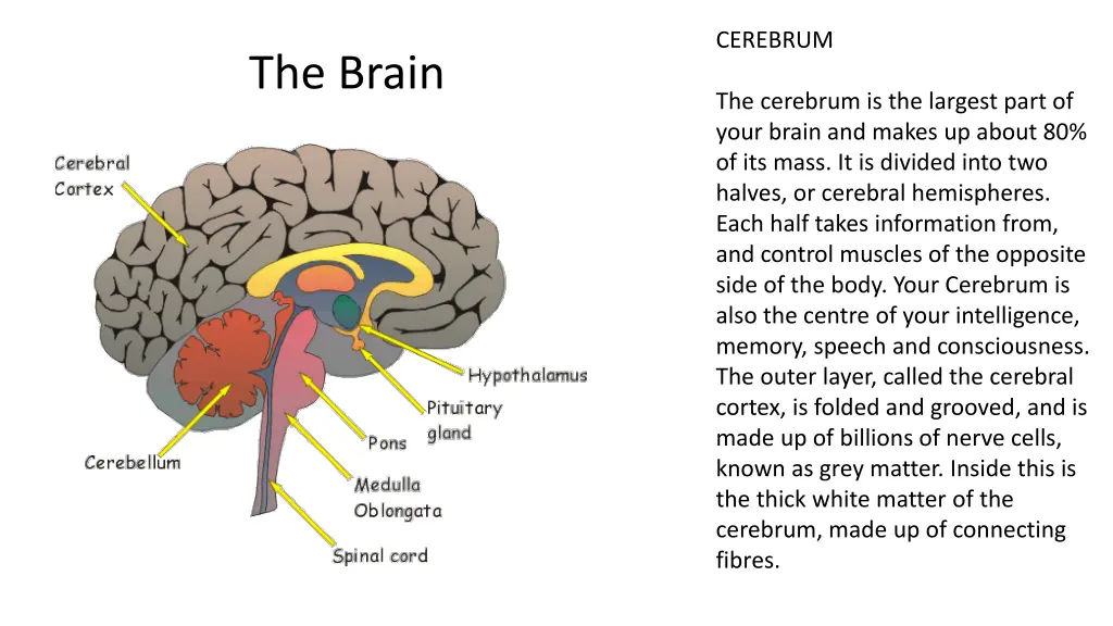 cerebrum