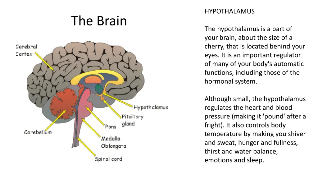 hypothalamus