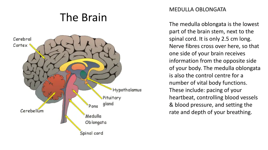 medulla oblongata