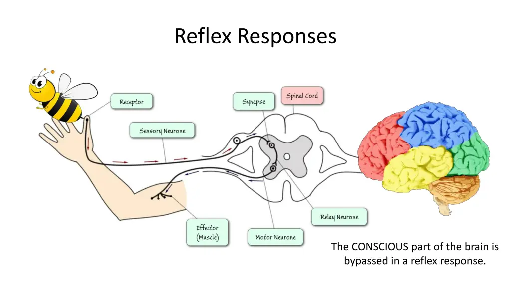 reflex responses