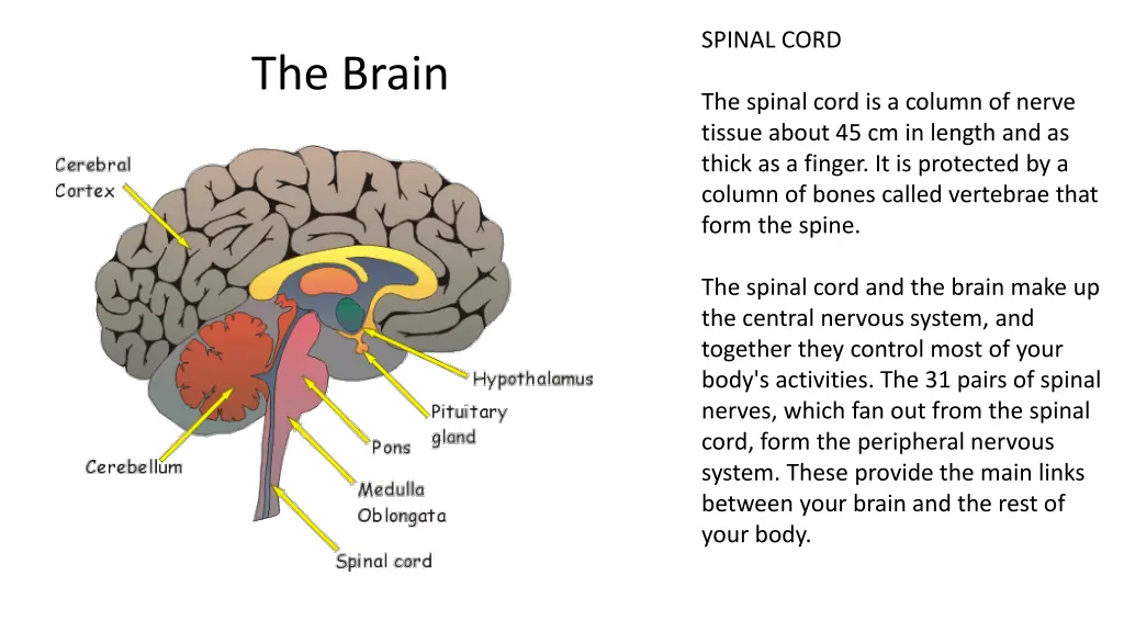 spinal cord