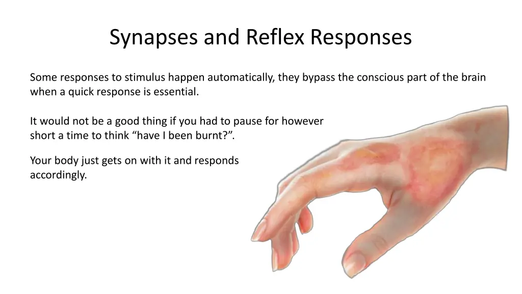 synapses and reflex responses