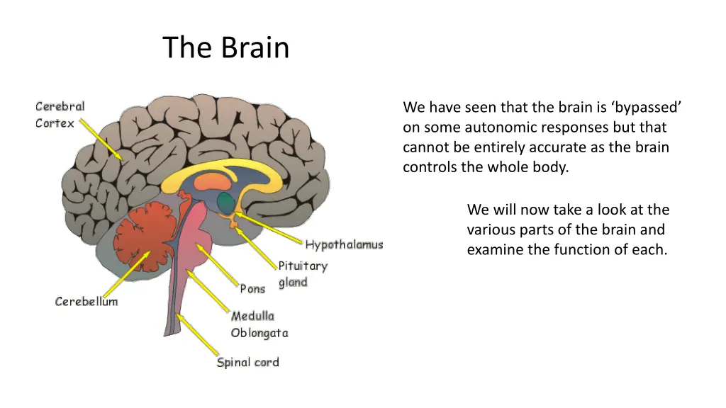 the brain 1