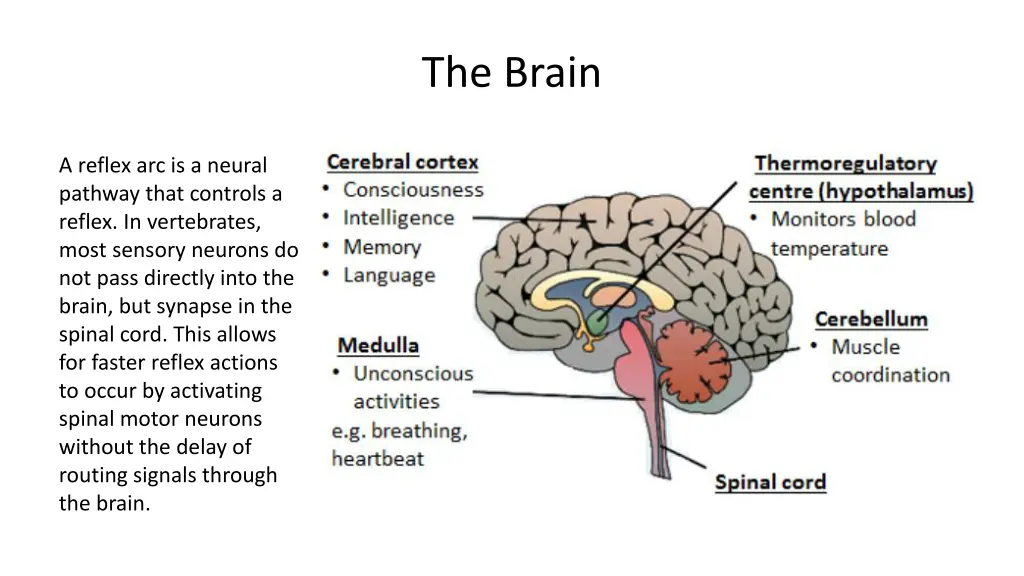 the brain