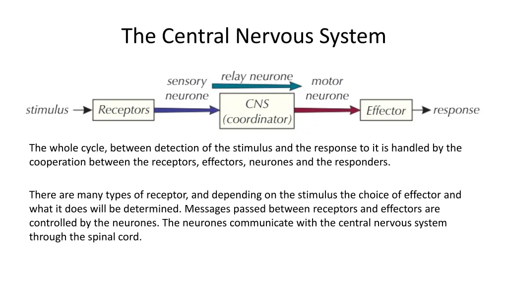 the central nervous system 2