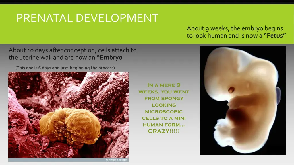 prenatal development