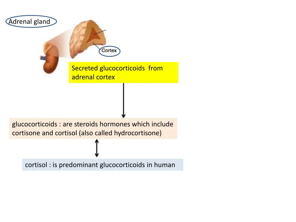 adrenal gland