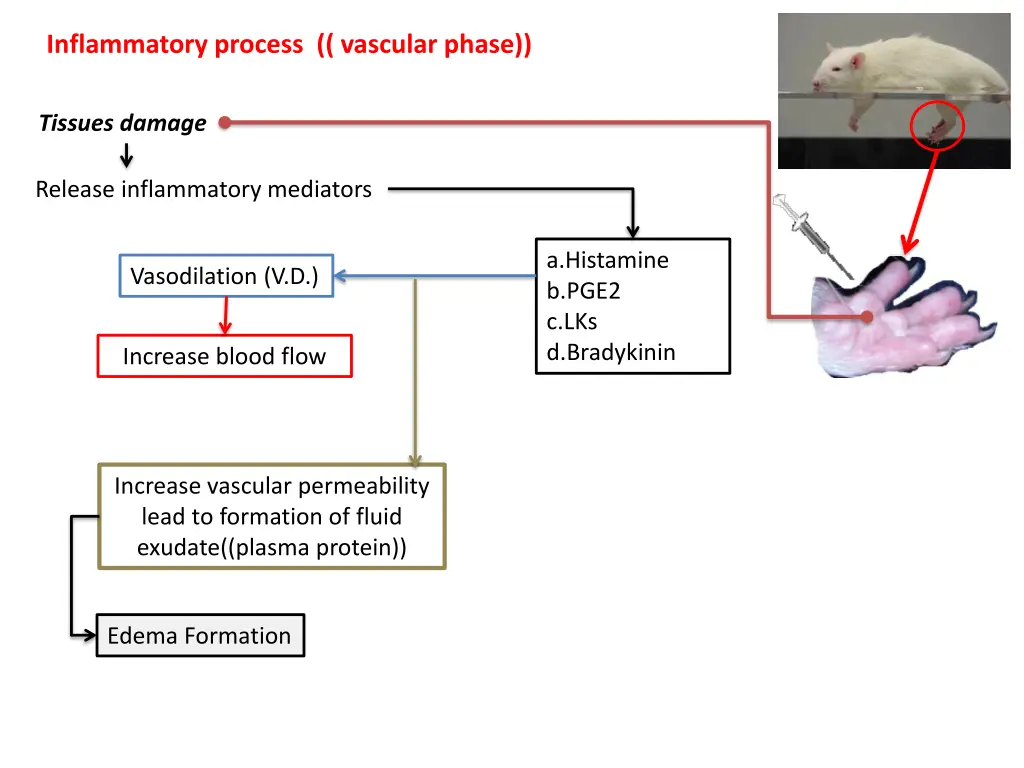 inflammatory process vascular phase