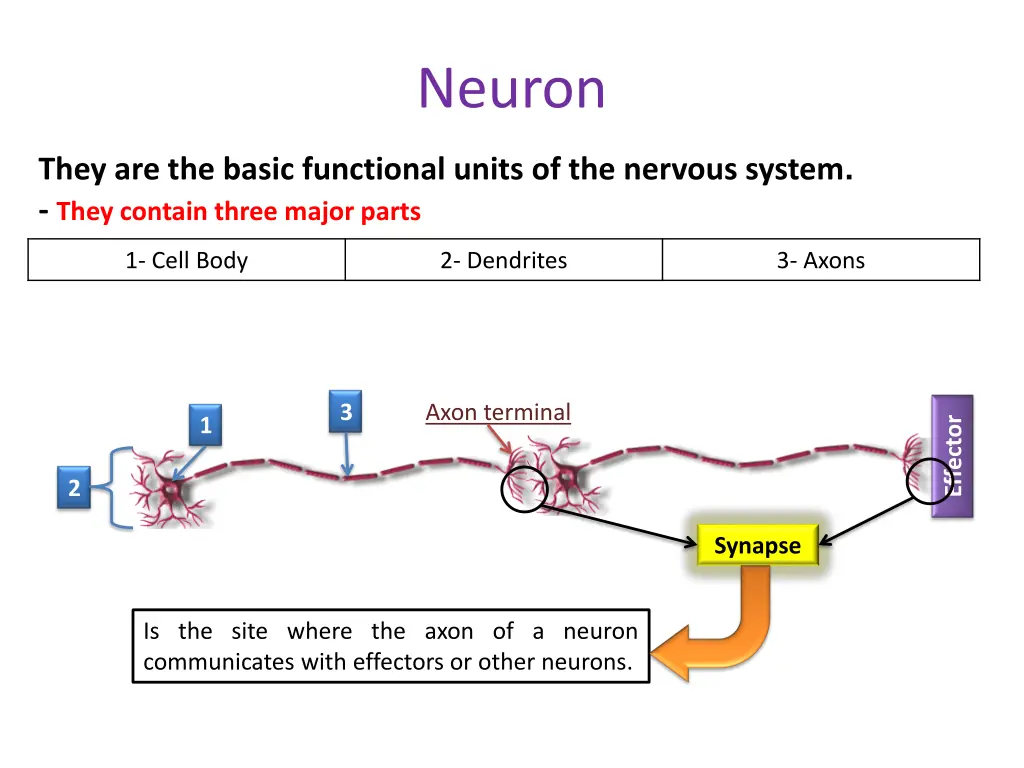 neuron