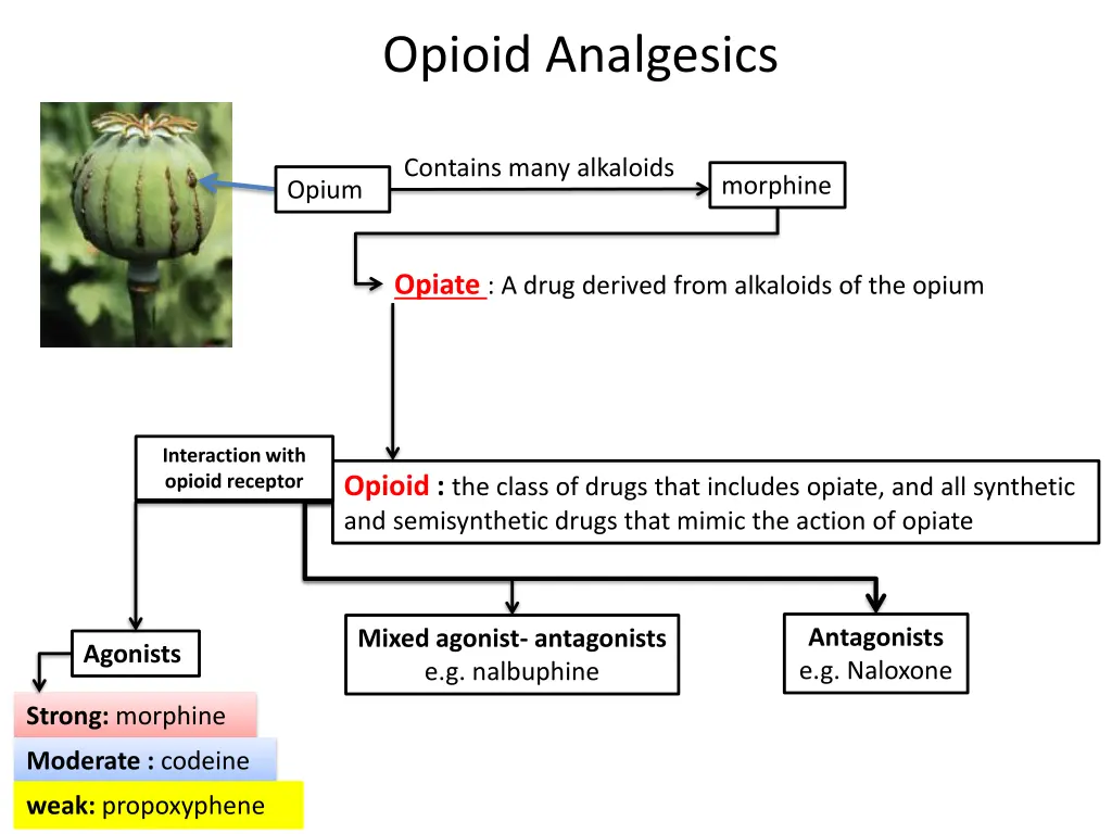 opioid analgesics